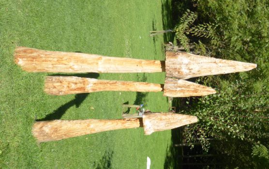 Champignon en sapin , le plus grand fait 2.30m